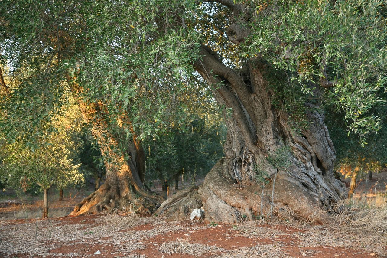 Masseria Montecchie Челие Месапика Екстериор снимка