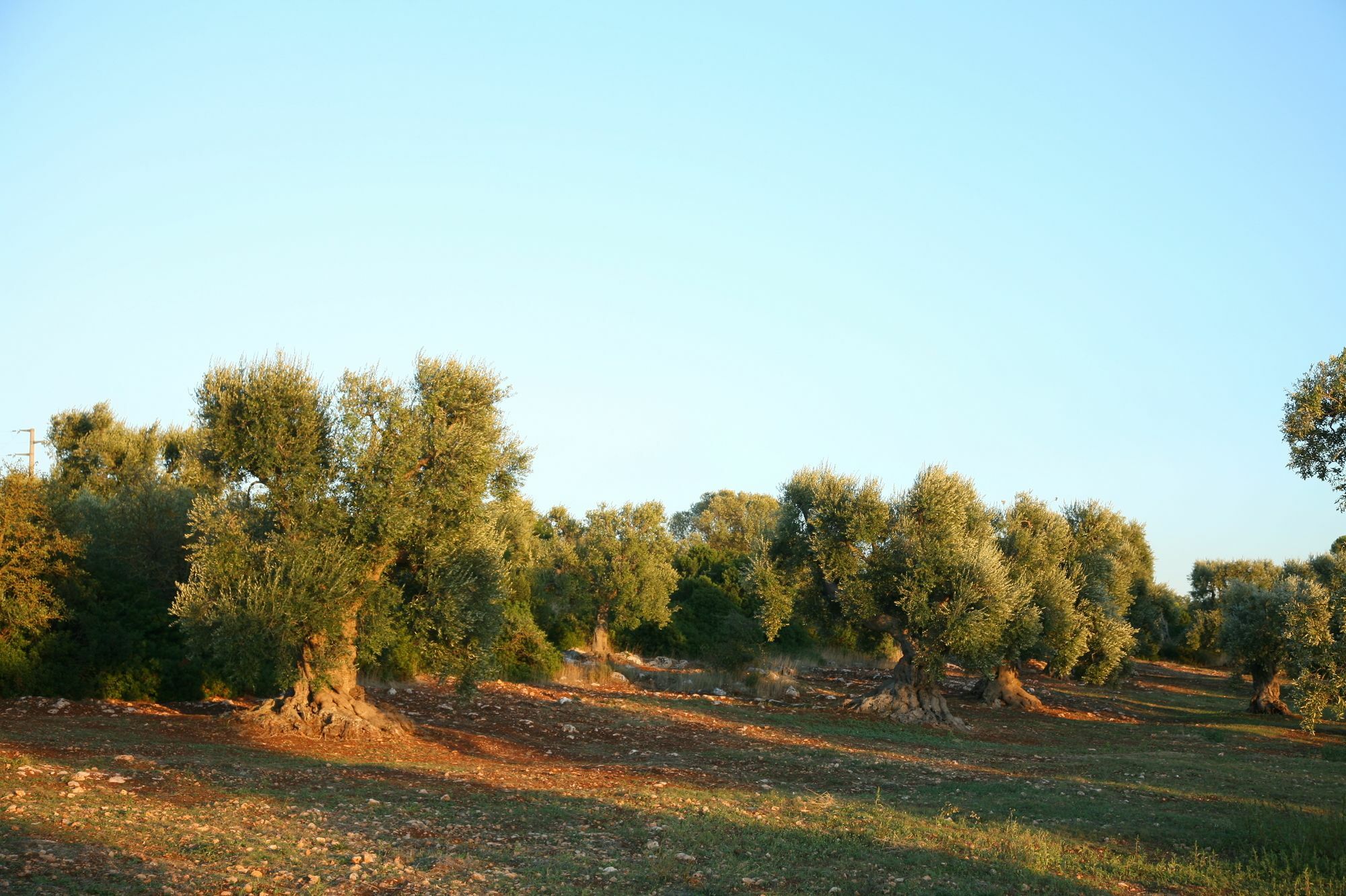 Masseria Montecchie Челие Месапика Екстериор снимка
